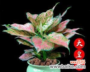 象征吉祥富贵的植物有哪些？它们各自代表什么含义？