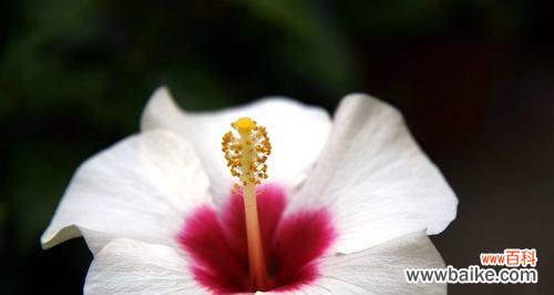 象征坚强勇敢独立的花有哪些？如何用花语表达独立精神？