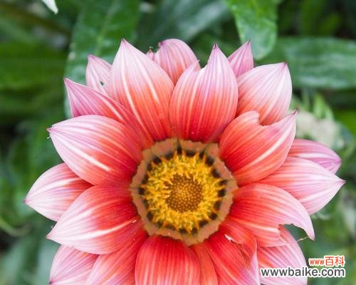 哪些花和植物象征着坚强勇敢独立?如何在家中培育它们?