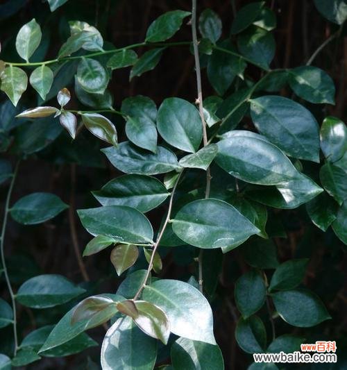 哪些植物象征着坚韧不拔？如何在家中培养这些植物？