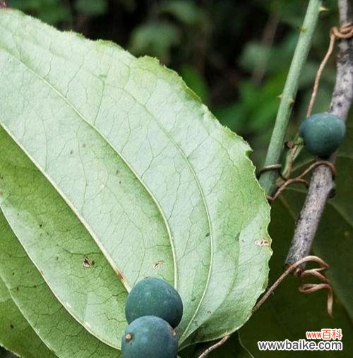 哪些植物象征着坚韧不拔？如何在家中培养这些植物？