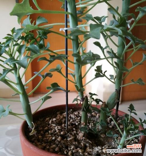 哪些植物象征教师精神?如何用植物表达对教师的敬意?