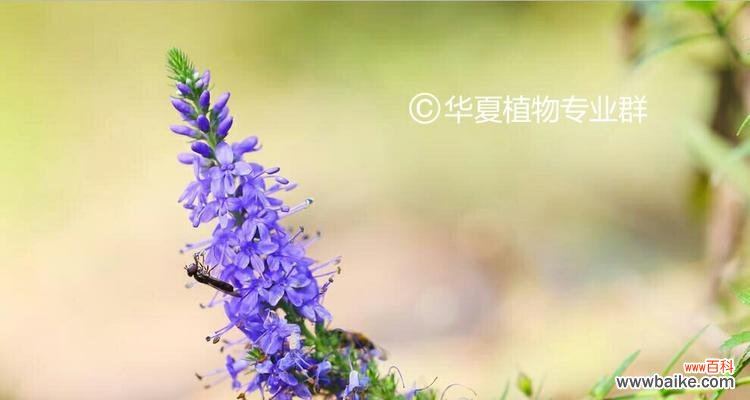 哪些植物象征教师精神?如何用植物表达对教师的敬意?