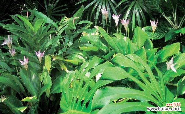 哪些植物象征教师精神?如何用植物表达对教师的敬意?