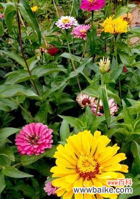 哪些植物象征着节节高升？如何在家中培养这些植物？