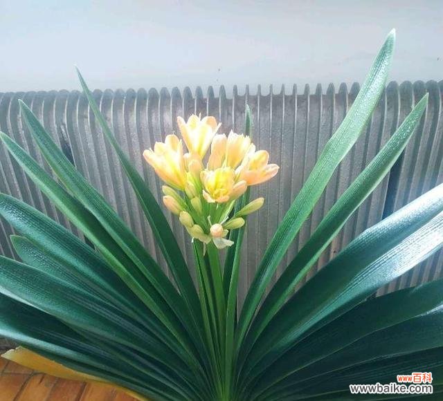 象征君子的植物有哪些？它们各自代表什么含义？