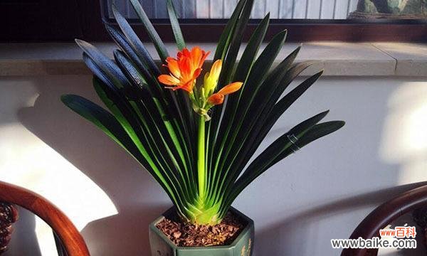 象征君子的植物有哪些？它们各自代表什么含义？