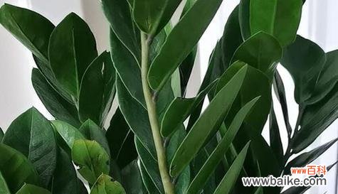 哪些植物象征乐于助人?助人植物的含义是什么?