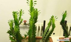 哪些植物象征乐于助人？助人植物的含义是什么？