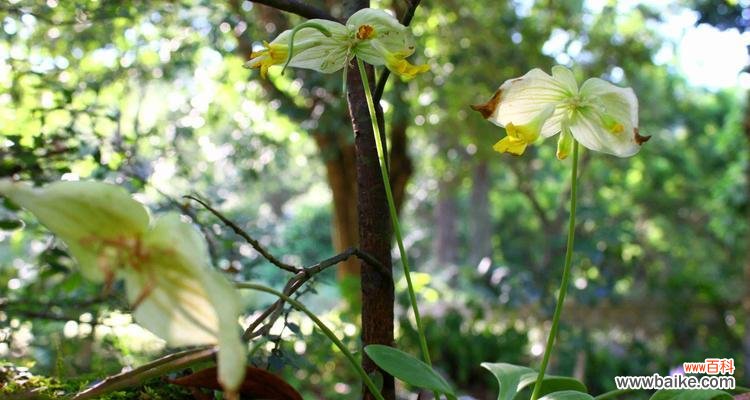 象征美好的植物有哪些？它们各自代表什么意义？
