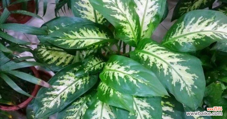 象征美好的植物有哪些？它们各自代表什么意义？