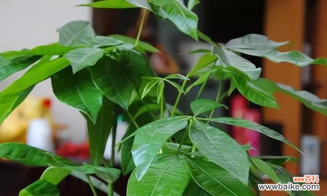 象征美好的植物有哪些？它们各自代表什么意义？