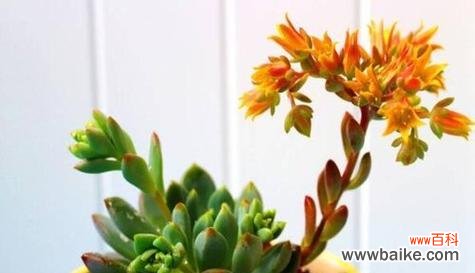 象征男人的植物有哪些？它们各自代表了什么含义？