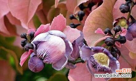 象征女性的植物有哪些？它们各自代表什么含义？