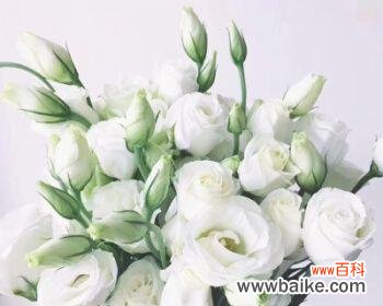 保健常识必知，白色洋桔梗的禁忌警示 白色洋桔梗的禁忌