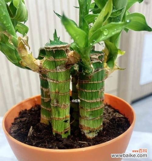 养护技巧、注意事项、营养要求 如何养好富贵竹