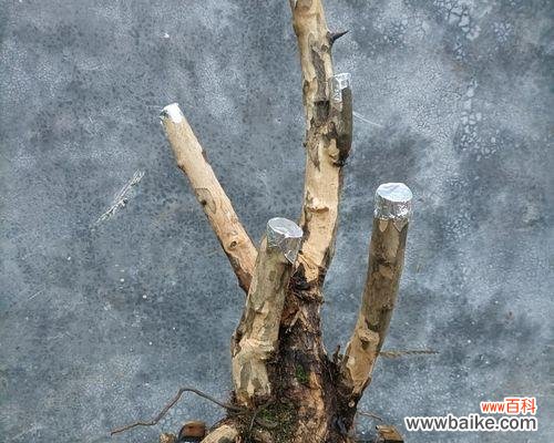 雀梅盆景的养护方法详解 打造精美盆景，从养护雀梅开始