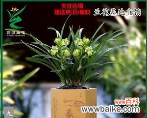 打造盛开芳香的花园美景 四季牡丹花的养护方法