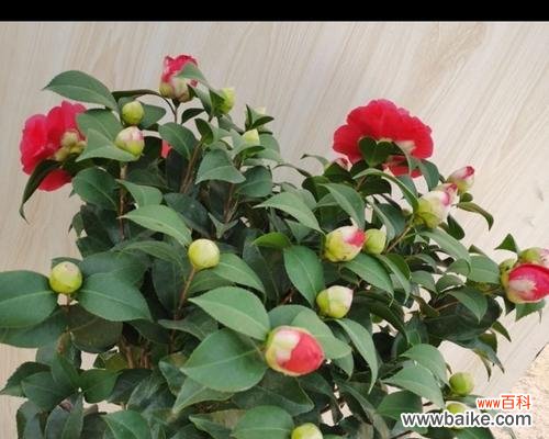 打造盛开芳香的花园美景 四季牡丹花的养护方法