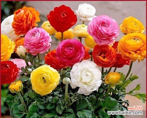 打造盛开芳香的花园美景 四季牡丹花的养护方法