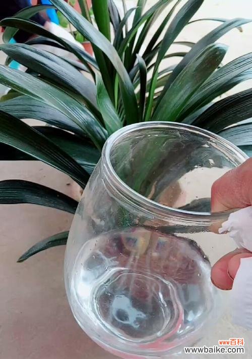 打造出独具特色的花园——探秘君子兰与啤酒的黄金搭配 浇啤酒养君子兰