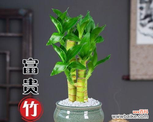 富贵竹的养护技巧和注意事项 如何养护富贵竹,让它节节高升?