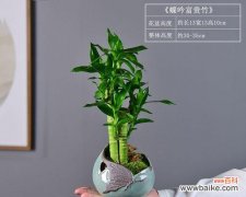 富贵竹的养护技巧和注意事项 如何养护富贵竹，让它节节高升？