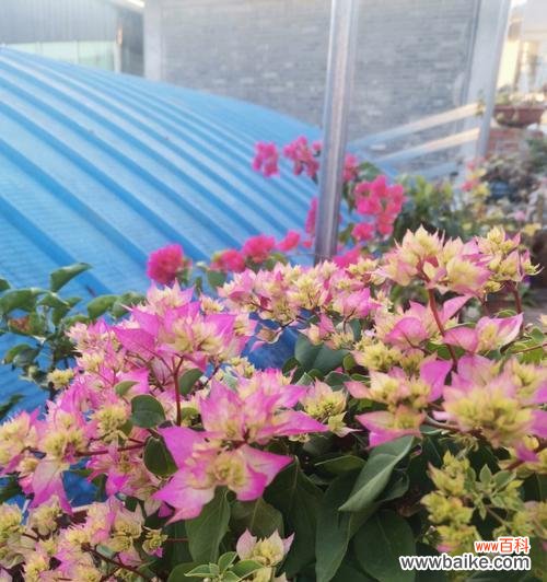 探索多姿多彩的重瓣三角梅世界 重瓣三角梅品种大全