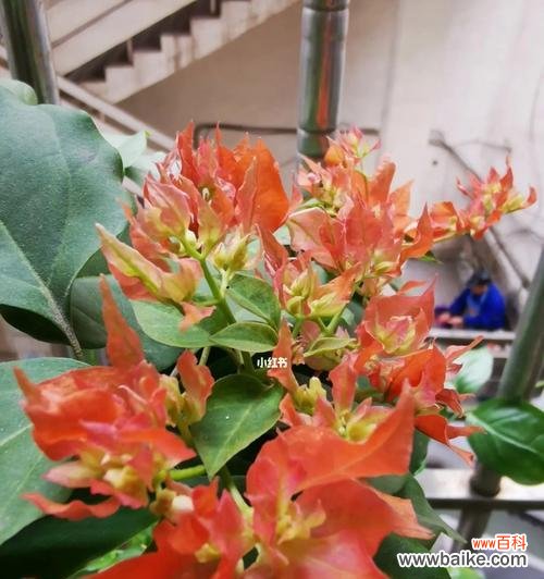 探索多姿多彩的重瓣三角梅世界 重瓣三角梅品种大全