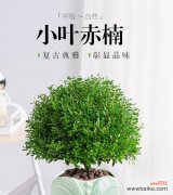 如何培育健康美丽的小叶赤楠盆景 小叶赤楠盆景的养护技巧