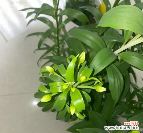 教你几招有效处理百合花苞变黑的方法 如何处理百合花苞变黑的问题