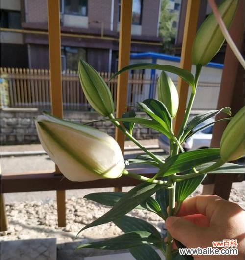 教你几招有效处理百合花苞变黑的方法 如何处理百合花苞变黑的问题