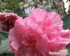 探秘芙蓉花盛开季节，体验绝美的观赏之旅 芙蓉花开放时间及观赏方法