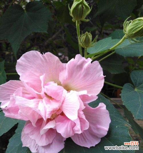 探秘芙蓉花盛开季节，体验绝美的观赏之旅 芙蓉花开放时间及观赏方法