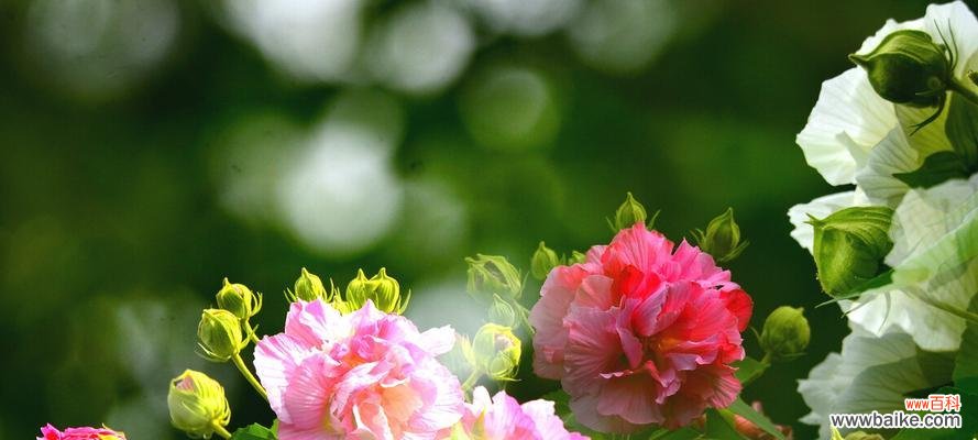 探秘芙蓉花盛开季节，体验绝美的观赏之旅 芙蓉花开放时间及观赏方法