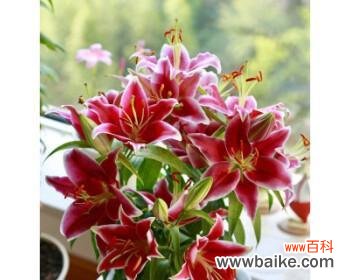 如何种植香水百合