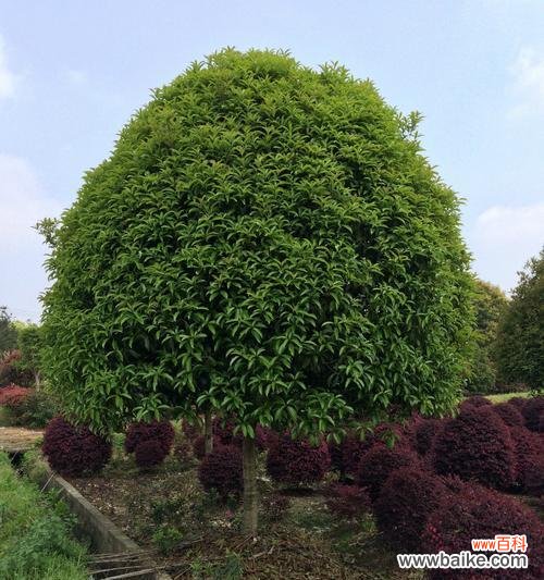 逐步详解桂花树的种植过程 如何栽种一棵健康的桂花树