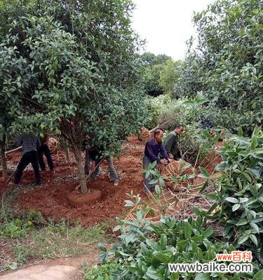 逐步详解桂花树的种植过程 如何栽种一棵健康的桂花树