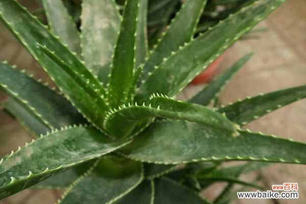 芦荟变黄了怎么回事