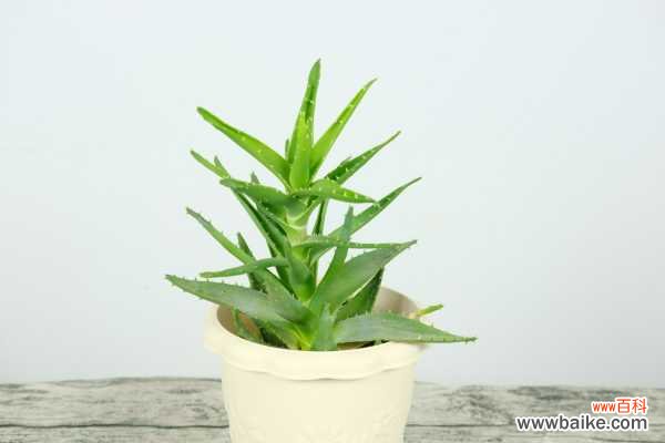 芦荟变黄了怎么回事