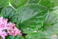 非洲堇常见的病虫害及其防治