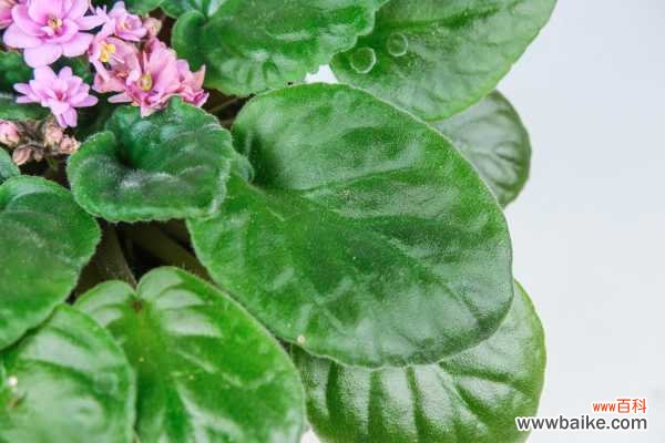 非洲堇常见的病虫害及其防治