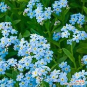 蓝星花的花语及其象征意义 蓝星花