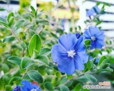 探究蓝星花的花语及其象征意义 蓝星花的花语与寓意