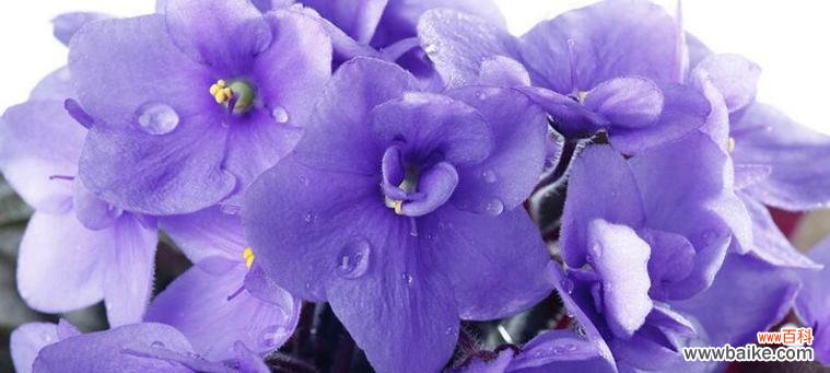 浅析蓝色紫罗兰的象征和传达的情感 蓝色紫罗兰的花语与意义