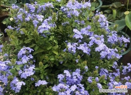 以蓝雪花为纽带 蓝雪花的花语与美丽传说