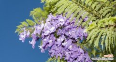 探寻蓝楹花的隐含之意 蓝楹花的花语与意义