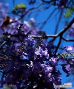 蓝楹花 解读蓝楹花的花语