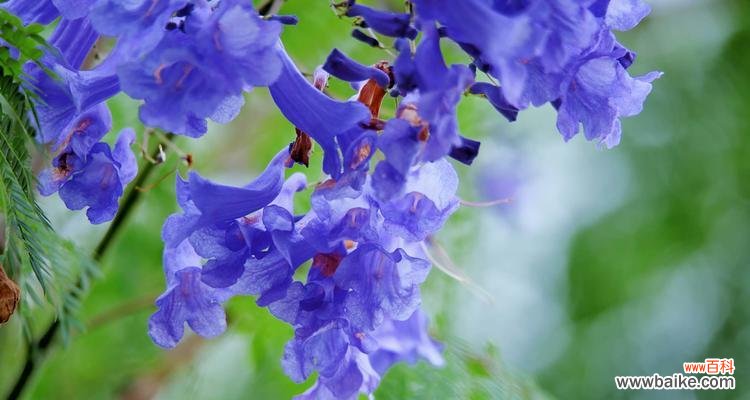 蓝楹花 解读蓝楹花的花语