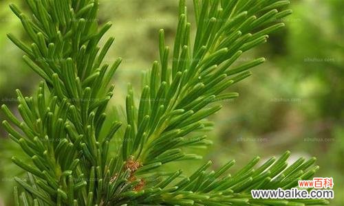 探索冷杉的内涵与象征意义 冷杉的寓意与象征